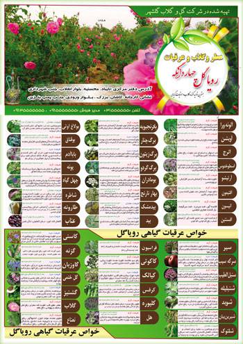 طرح لایه باز بروشور عرقیات گیاهی یک طرفه A3