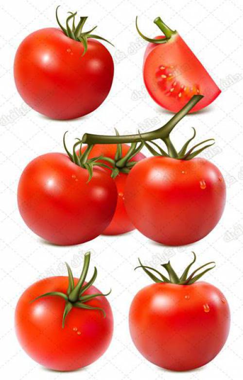 طرح وکتور گوجه فرنگی تازه